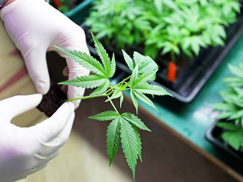 NACIÓN AUTORIZÓ A LAS ONG A CULTIVAR CANNABIS MEDICINAL