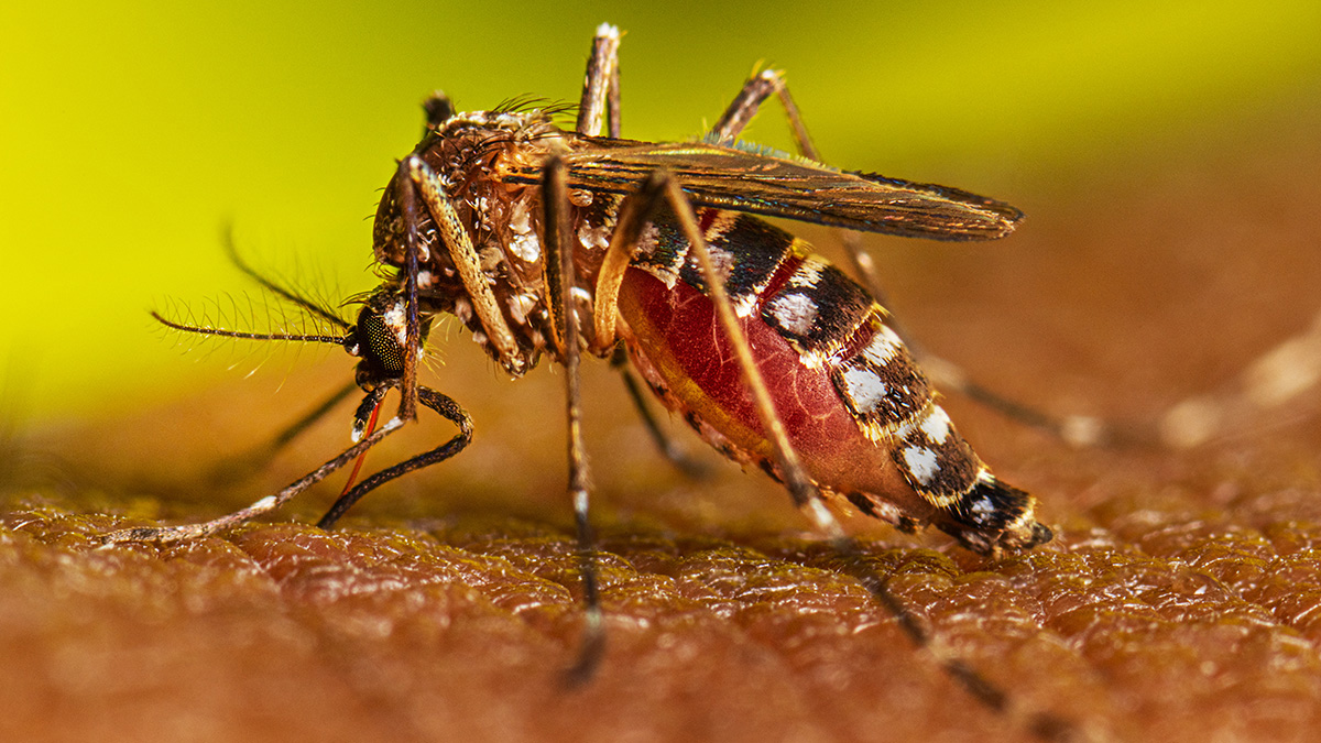 POR LAS LLUVIAS Y LA HUMEDAD CRECE LA CIRCULACIÓN DEL AEDES AEGIPTYS