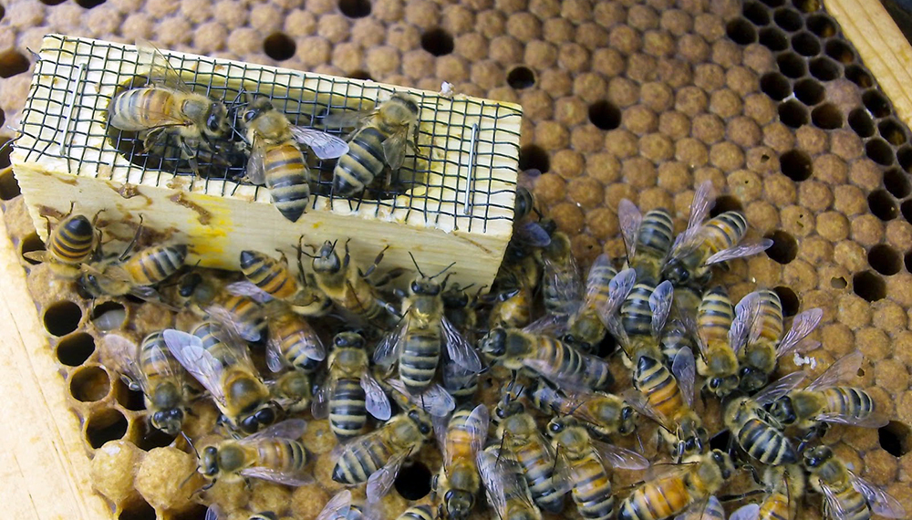 EN GENERAL BELGRANO SE REALIZARÁ EL SÉPTIMO ENCUENTRO NACIONAL DE ABEJAS REINAS