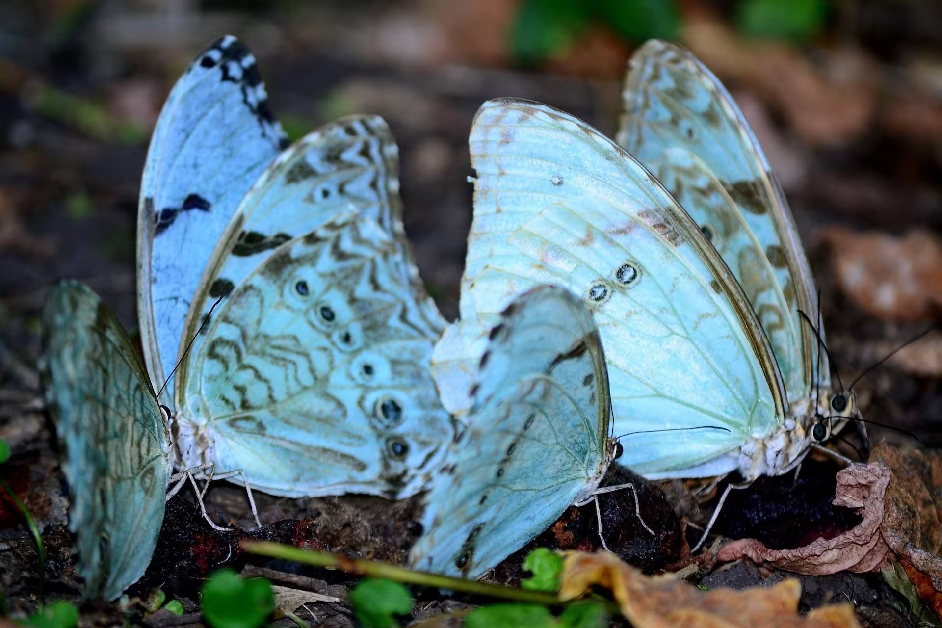 SE VIENE LA 10° EDICIÓN DE LA FIESTA DE LA "MARIPOSA BANDERA ARGENTINA"