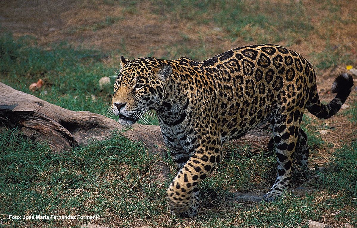 TERRITORIO YAGUARETÉ, NUEVO ESPACIO DE VISITAS EN EL PARQUE NACIONAL IGUAZÚ