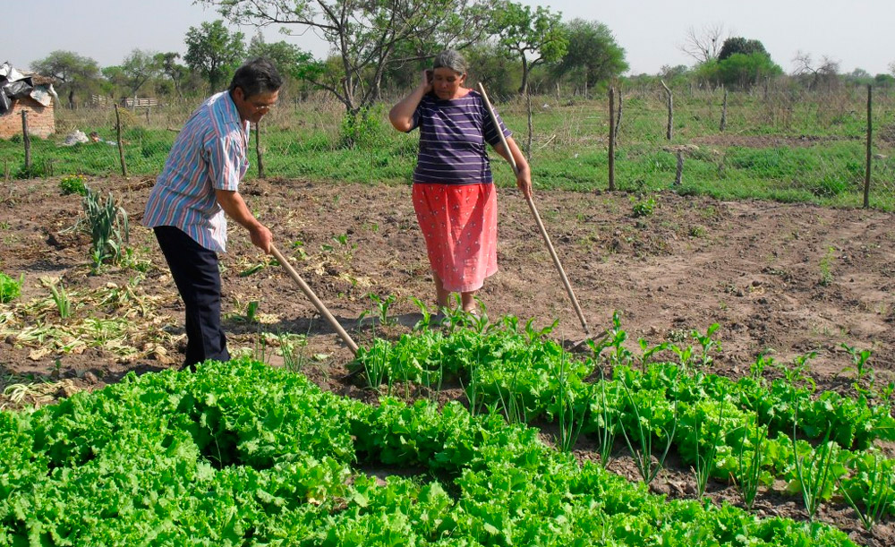 “ESTE MODELO PRODUCTIVO GENERA EL 70% DE LA VERDURA FRESCA QUE COMEMOS EN EL AMBA”