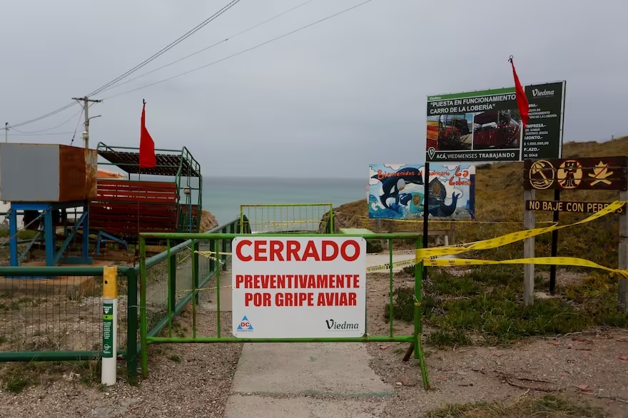 APARECEN DECENAS DE LOBOS MARINOS MUERTOS EN NECOCHEA Y MAR DEL PLATA