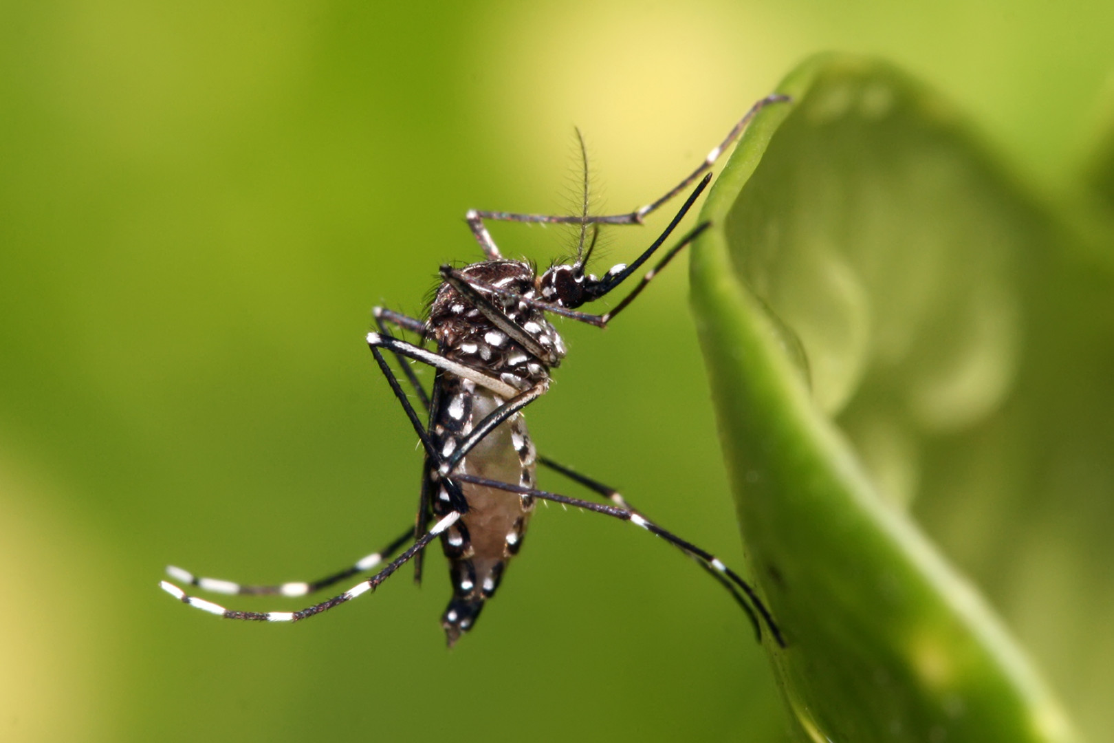 EL PICO POBLACIONAL DE CIRCULACIÓN DEL MOSQUITO SE DA ENTRE FEBRERO Y MARZO