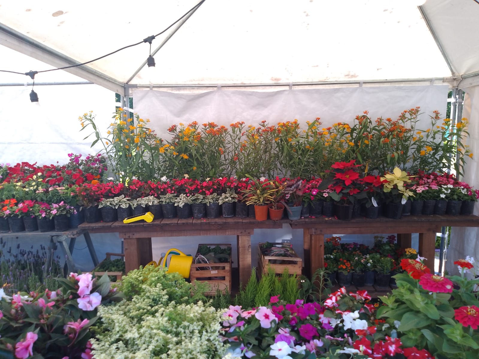 SE REALIZA LA SEGUNDA EDICIÓN DE LA EXPO FLORES EN PLAZA MORENO