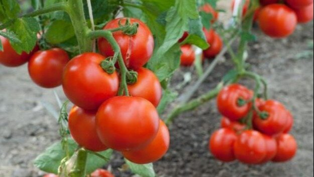 LA IMPORTACIÓN DE TOMATES PODRÍA PONER EN RIESGO LA PRODUCCIÓN PLATENSE