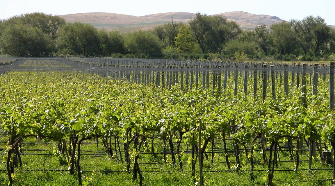 “BUSCAMOS DAR A CONOCER LOS VIÑEDOS Y BODEGAS QUE TENEMOS EN LA PROVINCIA”