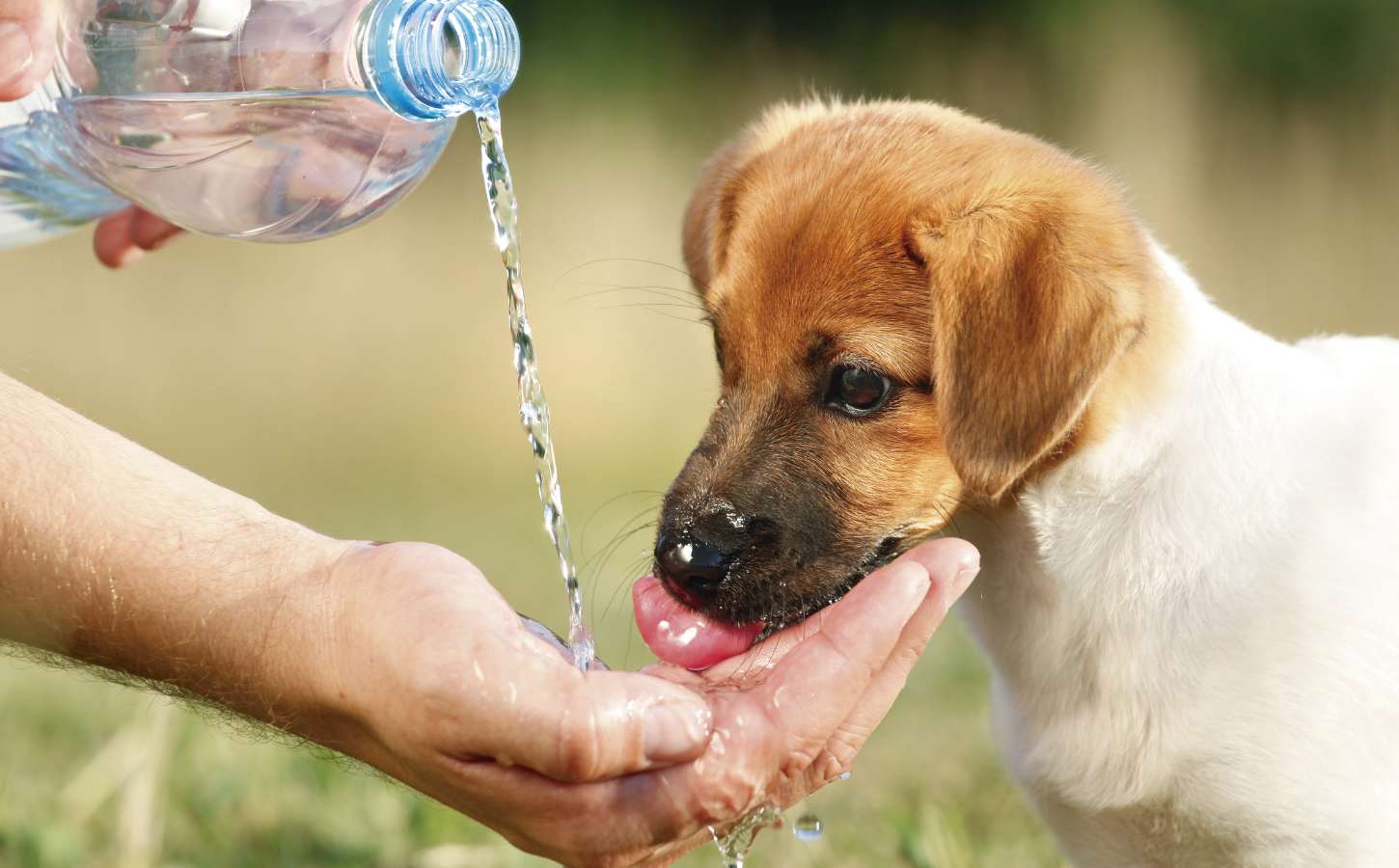 BRINDAN CONSEJOS PARA EL CUIDADO DE MASCOTAS