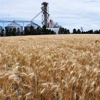 ES IMPERIOSA LA NECESIDAD DE LLUVIA PARA LA PRODUCCIÓN DE TRIGO