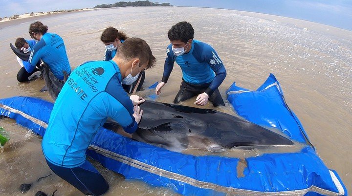 EL AUMENTO DE LA MUERTE DE ESPECIES MARINAS ES MULTIFACTORIAL