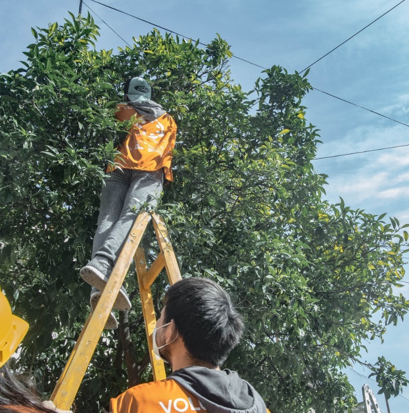 EL BANCO ALIMENTARIO BUSCA VOLUNTARIOS PARA UNA COSECHA SOLIDARIA DE NARANJAS